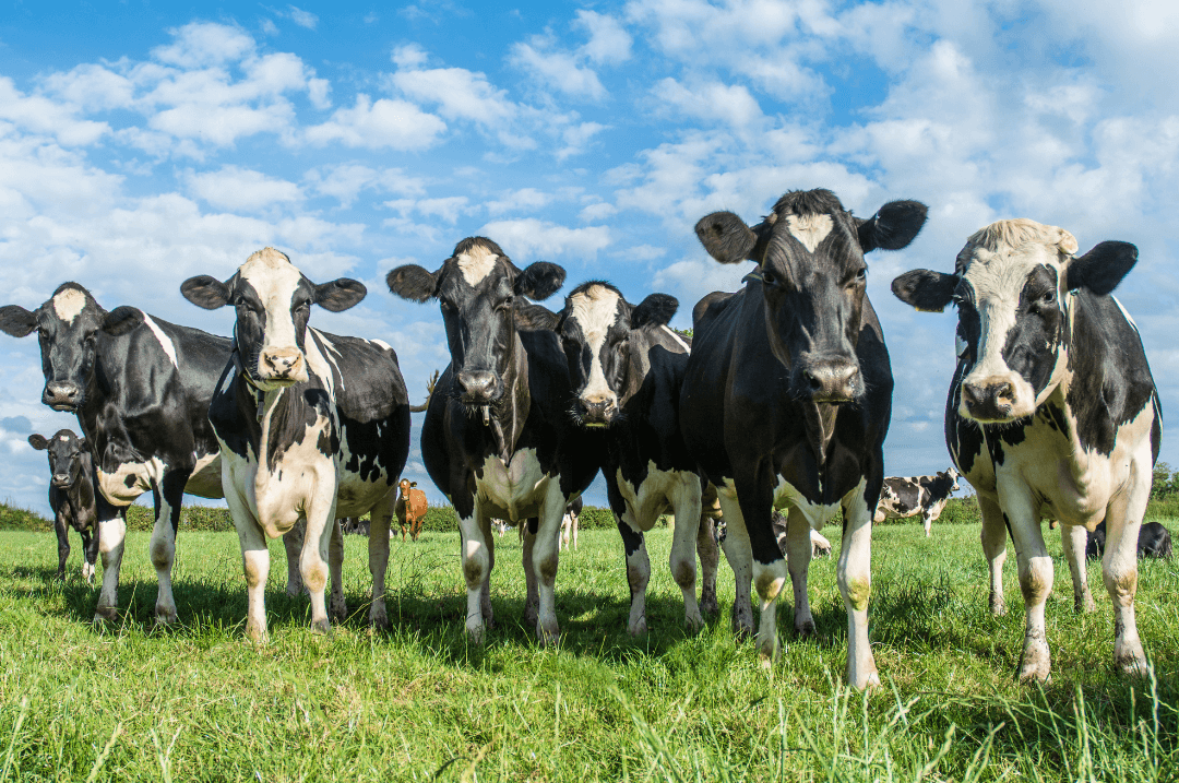cows.