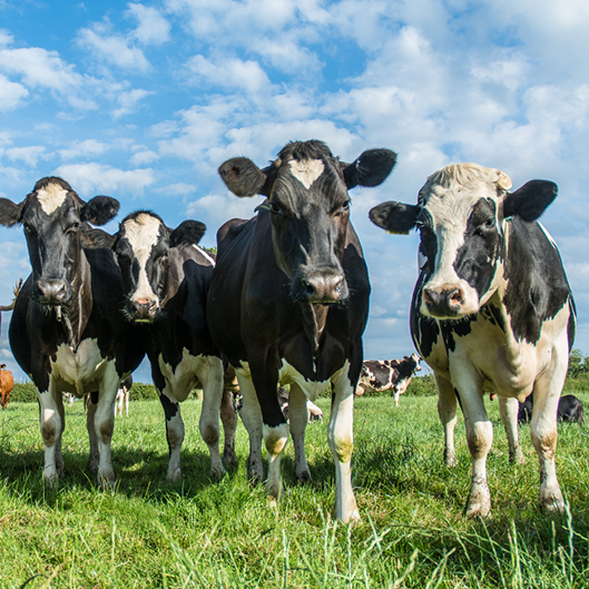 cows in field.