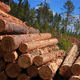 logs in forest.
