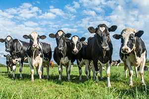cows in field.